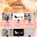 로댕 펫 살롱 이미지