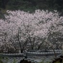 송광사&벚꽃길 이미지