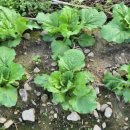 청천농산 이미지