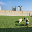 댕바이댕 이미지