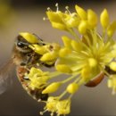 꽃과꿀벌