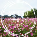 10월 전남축제 장성 황룡강 가을꽃축제 다녀왔어요.