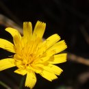 Bear Mtn via AT, Bear Mountain State Park (05/20/26) 이미지