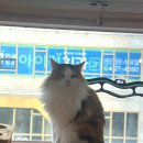고양이 미용실 냥냥박사 | [하남/미사]고양이카페 냥카페 이색데이트 &#39;냥냥하우스&#39;