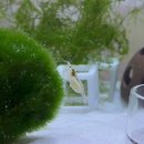 로젠비어 | 새우랜드에서 내돈내산 새우 포란암 입양 후기