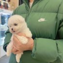 온퍼피 프리미엄 전주강아지분양 본점 이미지