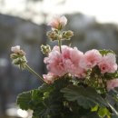 숲속의 공주 이미지