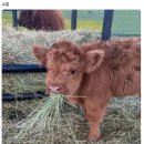 무당의 전화점사 후기 이미지