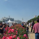 중랑천 화장실(장애인용) | 중랑 장미 축제, 주말 방문 후기 및 사진 꿀팁