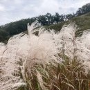 명성산 억새밭, 포천 산정호수 억새꽃 축제 후기, 억새군락지 등산 코스 등산로 추천