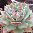 웅구농장 | 승아농장&amp;다육 승아다육 밴드 구매후기 이벵은 매달 진행중이랍다