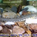 어류도감 이미지