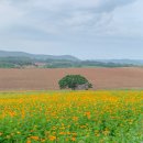 금탄농장 이미지