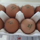 행운유정란 이미지