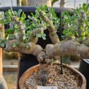 벧엘농원 이미지