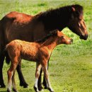 종화목장 이미지