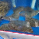 감포은정횟집 이미지