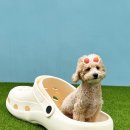 댕스티니 이미지