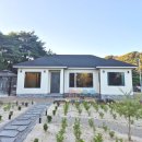 풀돌나무 이미지