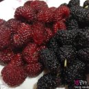 청년떡볶이 이미지