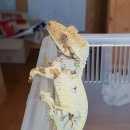 카민렙타일