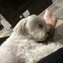 보령애견동반펜션 피노비스타 이미지