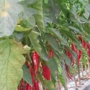 거운농장 이미지