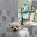 디디애견미용 네이버블로그