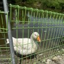 영석목장 이미지