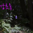 금강초롱 이미지