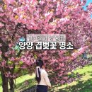 양양 진전사지 삼층석탑 | 양양 가볼만한곳 겹벚꽃 명소 실시간 개화 양양향교 진전사지삼층석탑