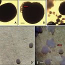 부세 양식에서 해산백점충의 치료법으로 구리합금판(cupper alloy surface) 이미지