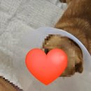 고고동물병원 | 친절하고 믿음직한 동물병원 추천!! 코아동물병원 #중성화수술후기