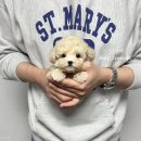 푸숑푸숑 이미지