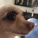 굿에프터눈 | [망우역 속눈썹연장] 굿에프터눈 속눈썹 연장 후기