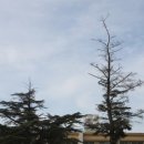 다인초등학교 이미지