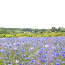 한길타조농장 | 아이와 주말나들이 당진 태신목장 아그로랜드 (사진많음)