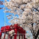 개나리어린이집 | 청주 무심천 벚꽃구경 개화 현황 실시간 만개 개나리 벚꽃축제 포토존