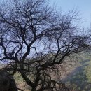 나무와 돌 이미지