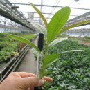 에바다1농장 이미지