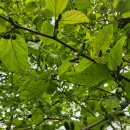 산속 오디나무 드론 방제 후기｜3000평 오디나무 항공방제 작업