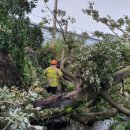 강정동-54 이미지