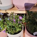 신내동-023 이미지