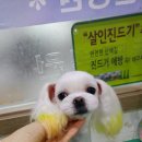 피닉스애견미용 이미지