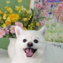 소우주 애견미용실 이미지