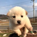 똥강아지 이미지