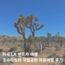 (주)마이렌트카 | 미국 LA 렌트카 여행 조슈아트리 국립공원 자유여행 후기