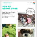 개님살롱레이크사이드 이미지