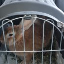 슬기로운 동물병원 | 토끼 중성화 꼭 해야 할까? 수원레이동물병원 암컷 토끼 중성화 후기