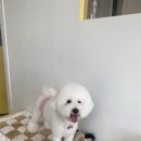 땡큐 베리 도그 네이버블로그